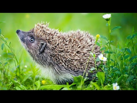 Видео: "Ромашка". Сказка про Ёжика и Медвежонка Сергея Козлова..