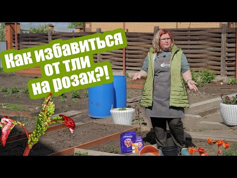 Видео: Тли на розах больше не будет! Самые эффективные средства от тлей