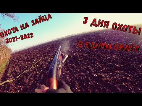 Видео: ОХОТА НА ЗАЙЦА 2021-2022: СТРЕЛЯЕМ ДРОБЬЮ №5 ПО СОВЕТУ ПОДПИСЧИКОВ: 3 ДНЯ ОХОТЫ В ОДНОМ ВИДЕО
