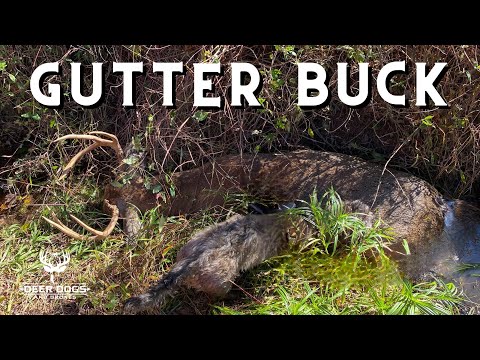 Видео: От отчаяния к успеху: собака для выслеживания оленей выслеживает оленя ради победы!