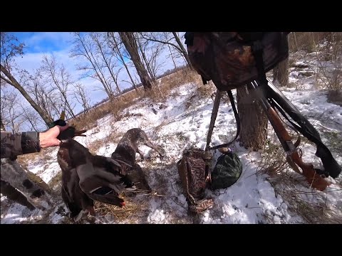 Видео: ГЮРЗА - ЦАРСКАЯ ОХОТА. Охота с Курцхааром на зайца, на утку, на фазана.