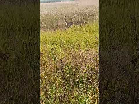 Видео: руская гончая  Туман