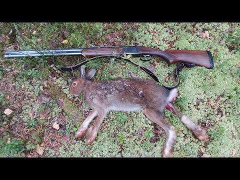 Видео: Охота на Зайца с Русской Гончей 14.10.25. Незаменимый Помощник в Охоте навигатор Гармин! 