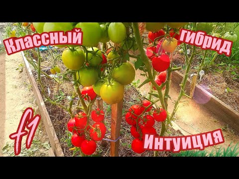 Видео: Томат Интуиция F1