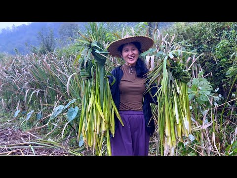 Видео: Простое приготовление на пару стеблей дикого риса настолько вкусно, что вы не сможете остановиться.