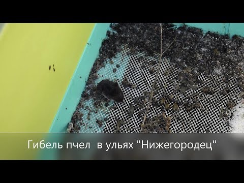 Видео: Погибли пчелы в ульях ППУ Нижегородец (видео)