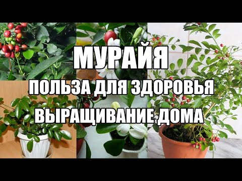 Видео: Муррайя удивительный цитрус. Польза здоровью от муррайи.  Выращивание муррайи дома