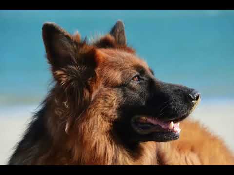 Видео: 10 часов лай собак