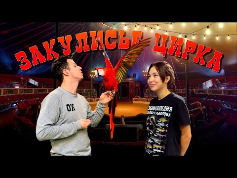 Видео: ПОСТОРОННИМ ВХОД РАЗРЕШЕН // ЗАКУЛИСЬЕ КАЗАНСКОГО ЦИРКА 🎪
