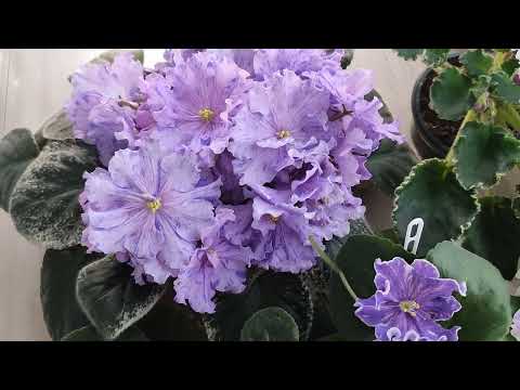 Видео: Набор! Коллекция фиалок Оксаны Разумовской