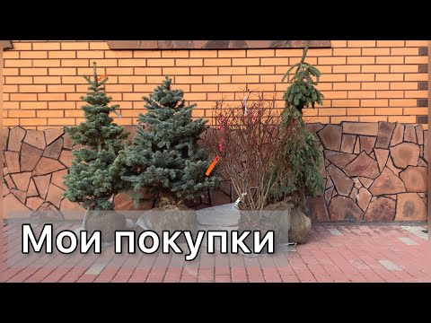 Видео: Новые растения для сада. Посадка ели "на холм". Определение сорта. #голубаяель #пихта #бересклет