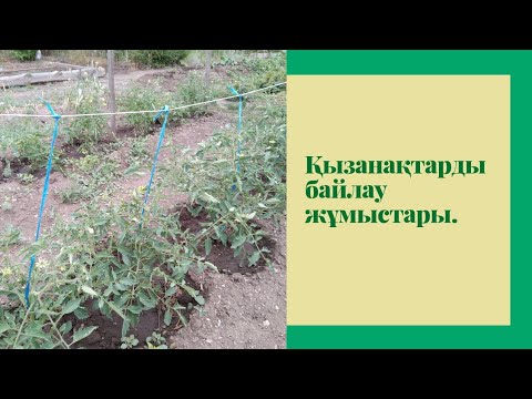 Видео: Қызанақтарды байлау. Қызанақ күтімі. Қызанақ өсіру. Қызанақтарды байлау жұмыстары.
