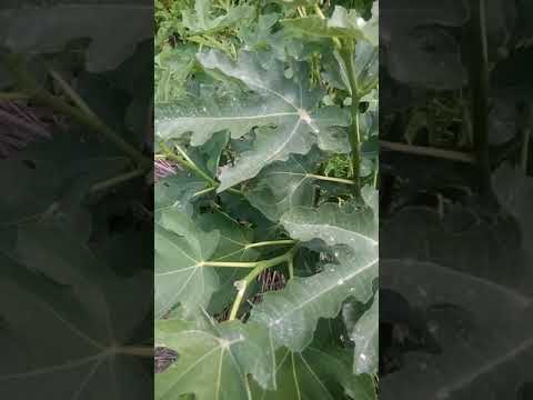 Видео: 2 июля 2021 г. Фиги набирают силу. Прищипывать или нет инжир большой , БОЛЬШОЙ ВОПРОС ????