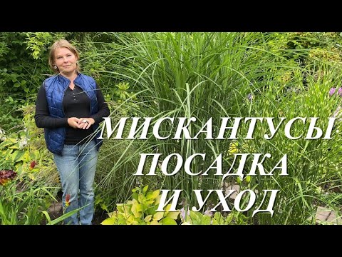 Видео: Мискантусы. Уход и посадка