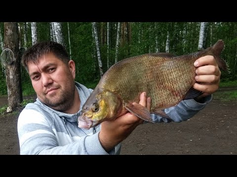 Видео: Вот Это Джек-Пот, пошла жара, рыбалка на фидер на Белоярском водохранилище...