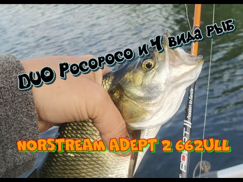 Видео: DUO Pocopoco  - этот попер творит чудеса! Norstream Adept 2 в деле!