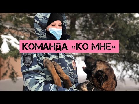 Видео: Команда «ко мне», как приучить собаку подходить по команде.