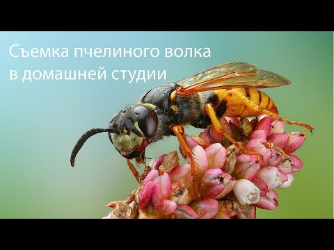 Видео: Съемка мертвых насекомых в студии.