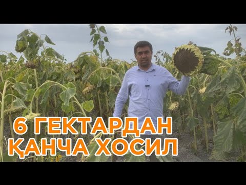 Видео: ХОСИЛ ВА ДАРОМАД #alba #agriculture #qulupnay #agro #biznes