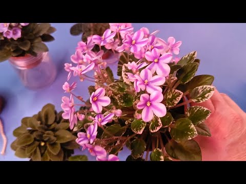 Видео: 25.01.23.мои ФИАЛКИ ТРЕЙЛЕРЫ..