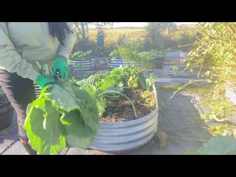 Видео: Сбор урожая репы, перца и баклажанов🫑🌶️❤️😊💚