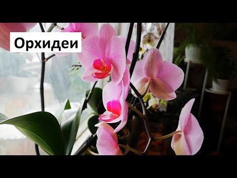 Видео: Отглеждане на орхидеи у дома