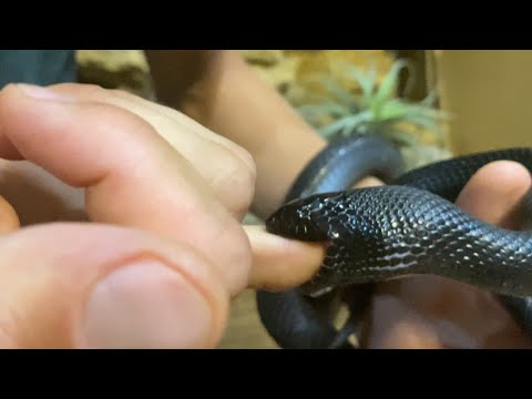 Видео: Змея укусила в палец. Кормление королевской змеи