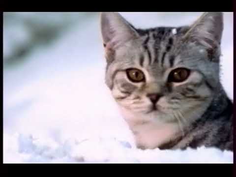 Видео: Реклама (НТВ, 07.01.2016)