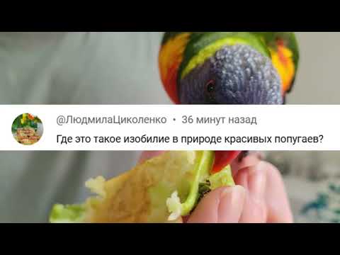 Видео: 🦜 ЛУЧШИЙ КОММЕНТАРИЙ ДНЯ!