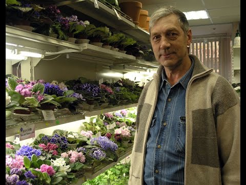 Видео: ДФ. Н.Дорофеев. Стрептокарпусы в разные сезоны года