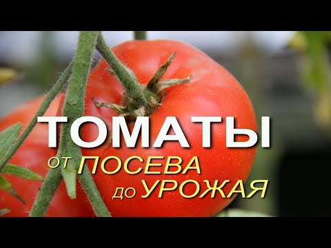 Видео: Основные этапы выращивания ТОМАТОВ от посева до урожая! Советы от ЗЕЛЕНОГО ОГОРОДА!