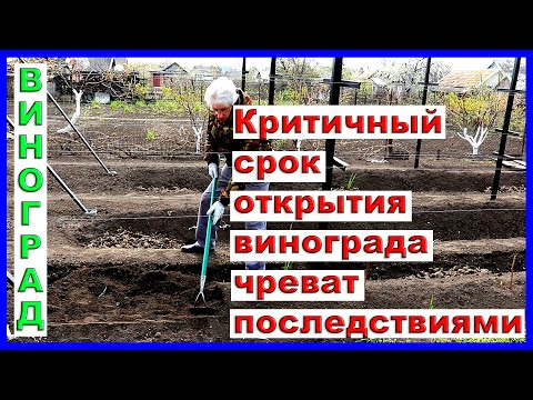 Видео: Открытие винограда весной. Критичный срок чреват последствиями.