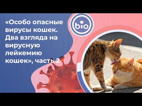 Видео: Запись прямого эфира «Особо опасные вирусы кошек. Два взгляда на вирусную лейкемию кошек», часть 2 🔊