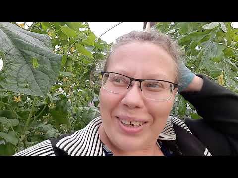Видео: Как я обрабатываю арбузы. Почему они быстро растут. Ответы на некоторые вопросы.