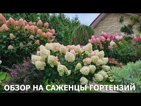 Видео: Обзор на саженцы гортензий в питомнике Мадам Роза