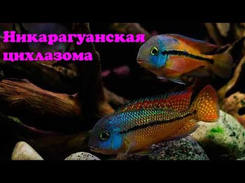 Видео: Никарагуанская цихлазома