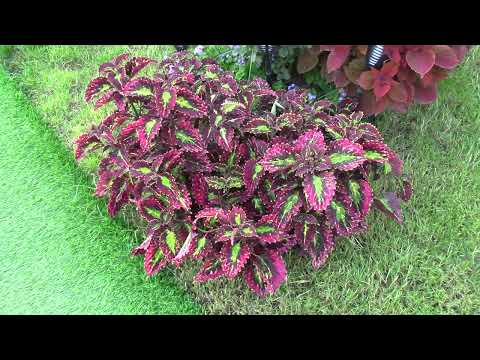 Видео: Бабье лето на даче.  Волгоград. 19 09 2025 г.  Обзор