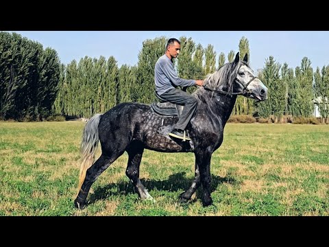 Видео: ОТ СОТИЛАДИ 170.см 6 ЁШ.. #otbozor  #horse 