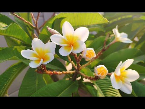Видео: Плюмерия на балконе. Все виды выращивания.