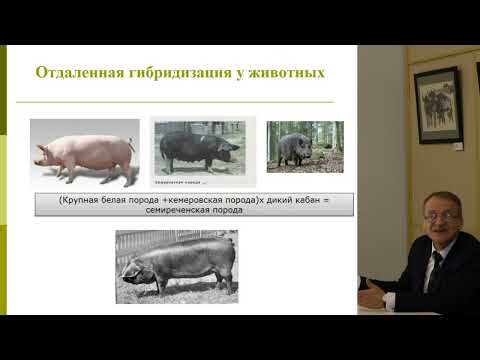 Видео: Лекция «Отдалённая гибридизация — не ГМО. Просто о сложном»