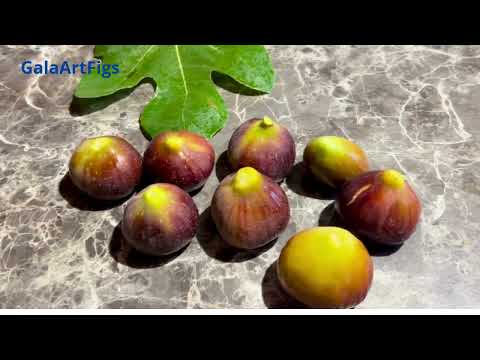 Видео: Ficus Carica. Figs. Инжир. Сравниваю Md2S с УСЛОВНЫМ GRdR , удивляла схожесть  фиг по цвету и вкусу.