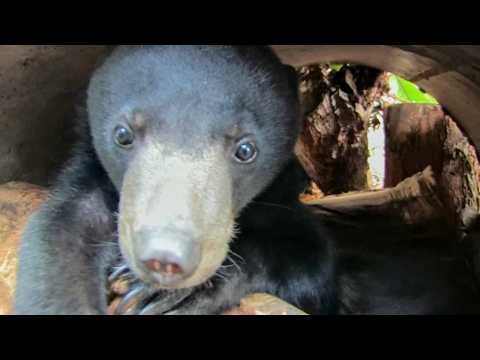 Видео: Возвращение медведя в дикую природу