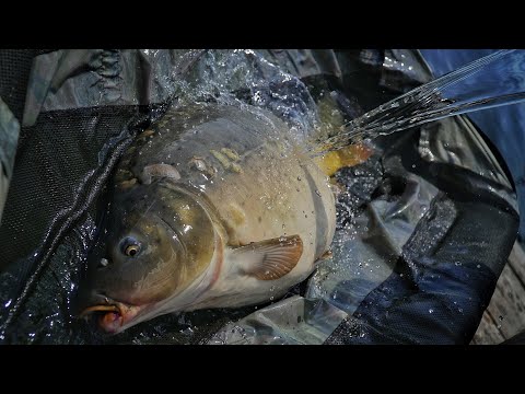 Видео: Тут очень сильная рыба | Карпфишинг | Ловля карпа на Каневском