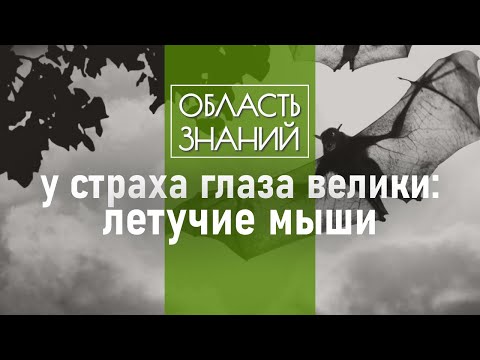 Видео: Почему не стоит заводить летучую мышь в качестве домашнего питомца? Рассказывает Илья Гомыранов