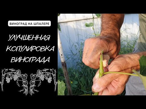 Видео: Улучшенная копулировка винограда. Прививка винограда зеленым в зеленое.