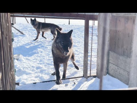 Видео: Нежные снежные  волки и все все все.