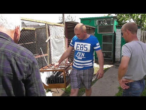 Видео: В гостях у голубятника Алексея г. Кагарлык 1. ЧАСТЬ