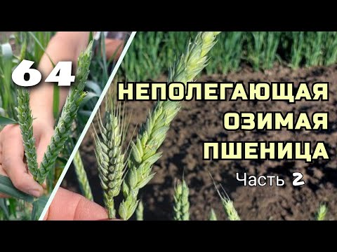 Видео: Пшеница будущего часть 2