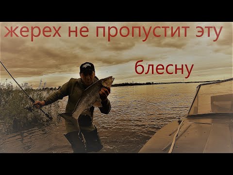Видео: ЖЕРЕХ! ПОЛНЫЙ ОТРЫВ!  Ловля жереха на спиннинг (на блесну),как поймать жереха на спиннинг