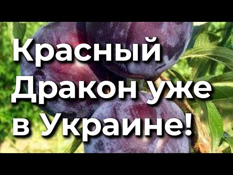 Видео: Обзор 9  Новинка: Красный Дракон!